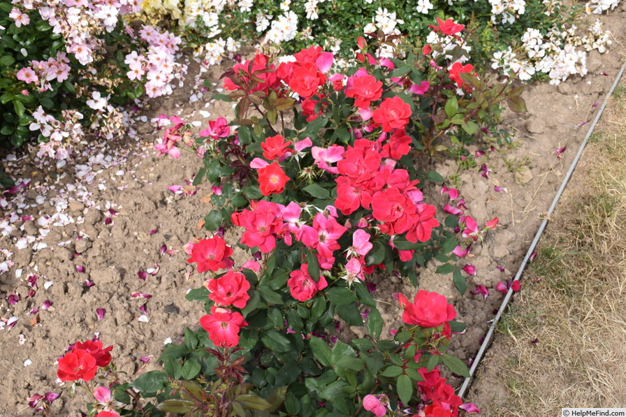 'Purple Meidiland' rose photo