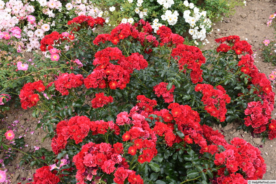 'Matador (shrub, Evers/Tantau, 2011)' rose photo