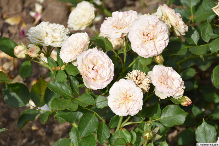 'Pastella ® (floribunda, Evers/Tantau, 1998)' rose photo