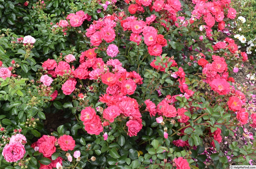 'Sinea ®' rose photo