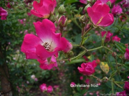 'Clematis' rose photo