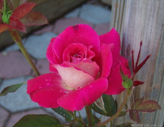 'Acapella ® (hybrid tea, Evers/Tantau, 1994)' rose photo