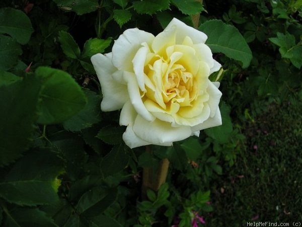 'Mrs. Arthur Curtiss James' rose photo