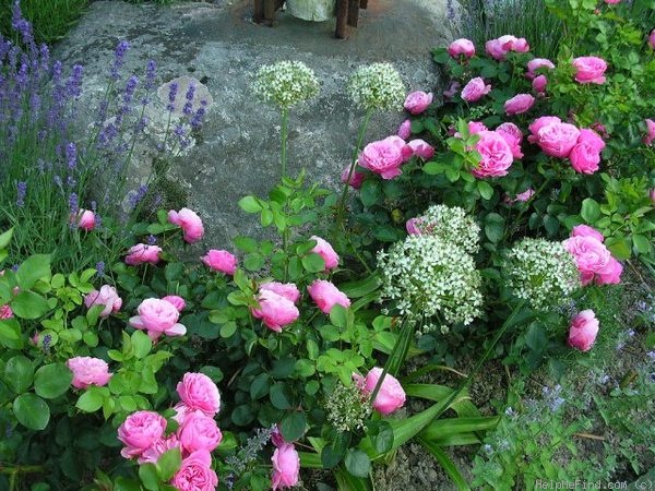 'Leonardo da Vinci ® (Floribunda, Meilland, 1993)' rose photo