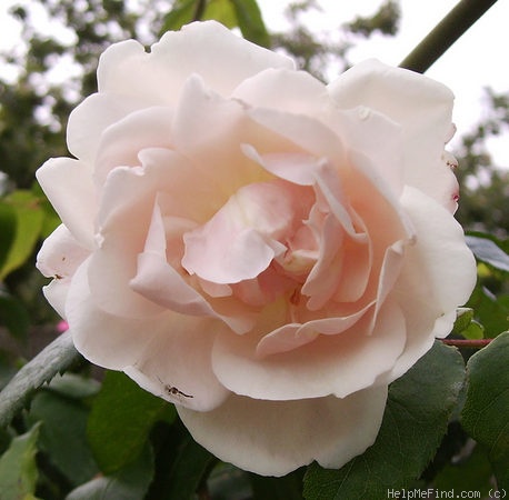 'Madame Alfred Carrière (noisette, Schwartz 1875)' rose photo