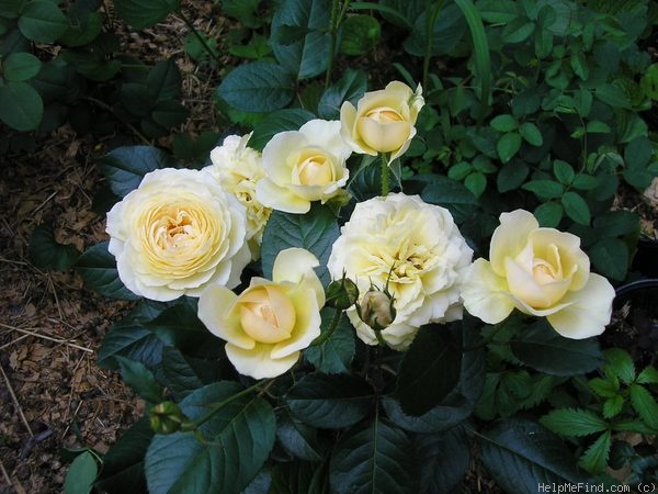 'Gene Tierney ®' rose photo