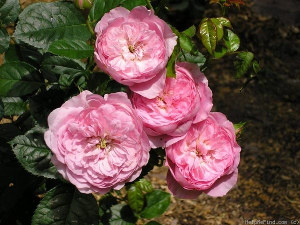 'Chantal Mérieux ®' rose photo