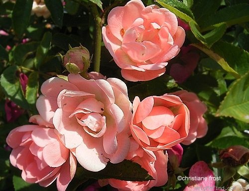 'Marytje Cazant' rose photo