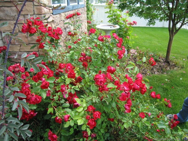 'John Franklin (shrub, Svejda, 1970)' rose photo