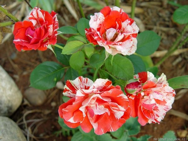 'J.H. Pierneef' rose photo