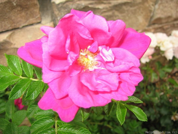 'Purple Pavement' rose photo