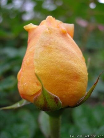 'Michelangelo ® (hybrid tea, Meilland before 1997)' rose photo