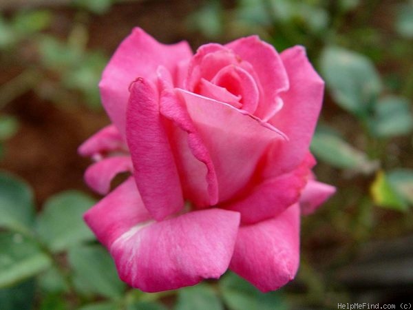 'Editor Tommy Cairns' rose photo
