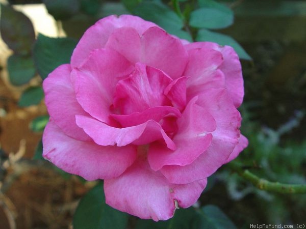 'First Federal's Renaissance' rose photo