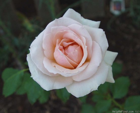 'Johann Strauss ®' rose photo