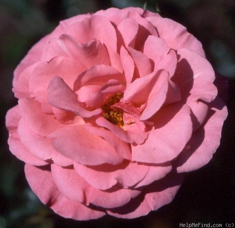 'Charles Kuralt ™' rose photo