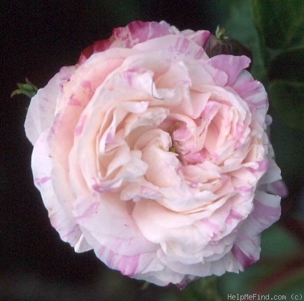 'Cottage Maid (Centifolia/Gallica, Vibert 1839)' rose photo