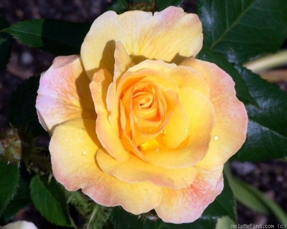 'Gold Moss' rose photo
