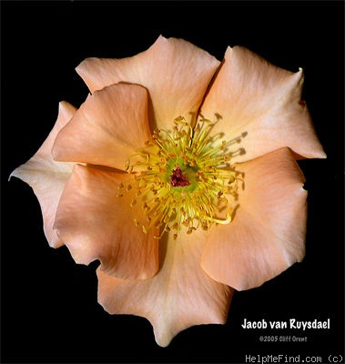 'Jacob van Ruysdael' rose photo