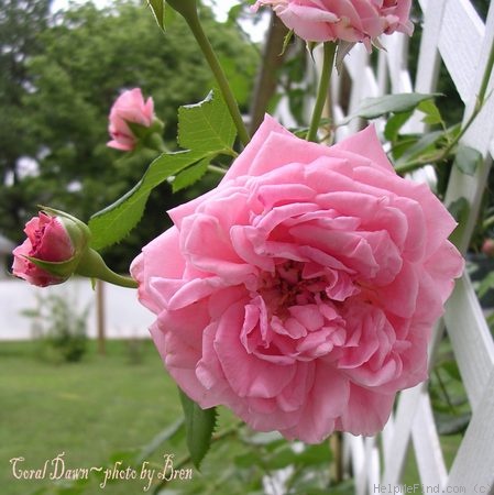 'Coral Dawn (large flowered climber, Boerner 1952)' rose photo