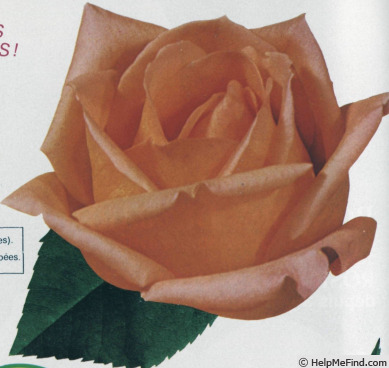 'Royal Romance ® (hybrid tea, De Ruiter, 1982)' rose photo