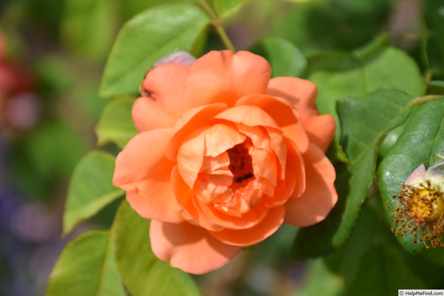 'Cortège ®' rose photo
