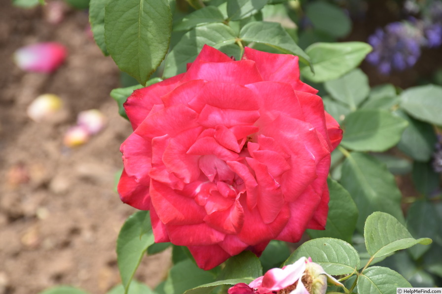 'Mainauduft' rose photo