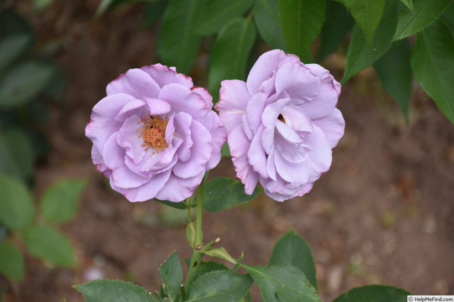 'Dioressence®' rose photo