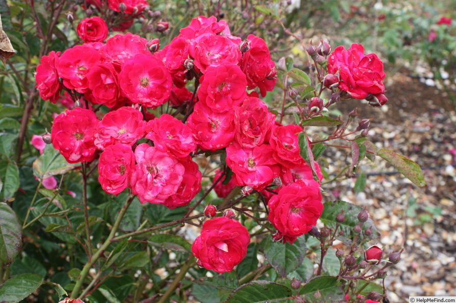 'Eutin' rose photo