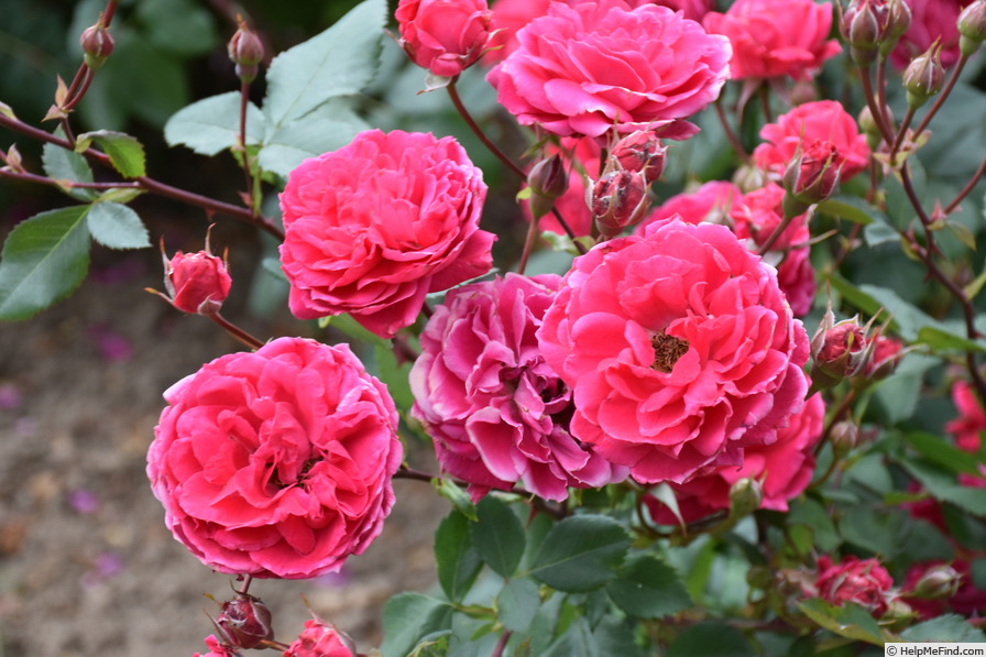 'A. Mackenzie' rose photo