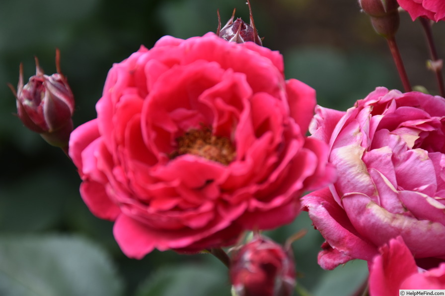 'A. Mackenzie' rose photo