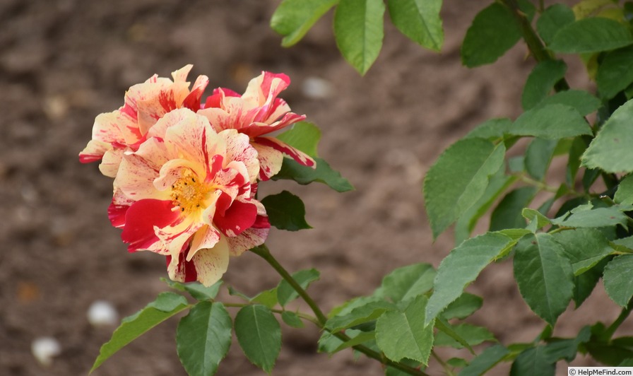 'Christophe de Combejean ®' rose photo