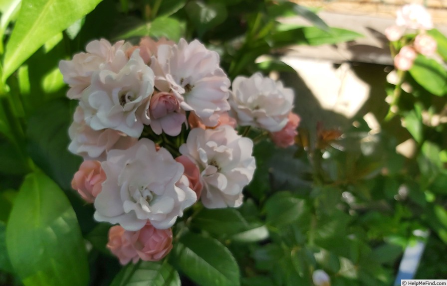 'Coral Cluster' rose photo