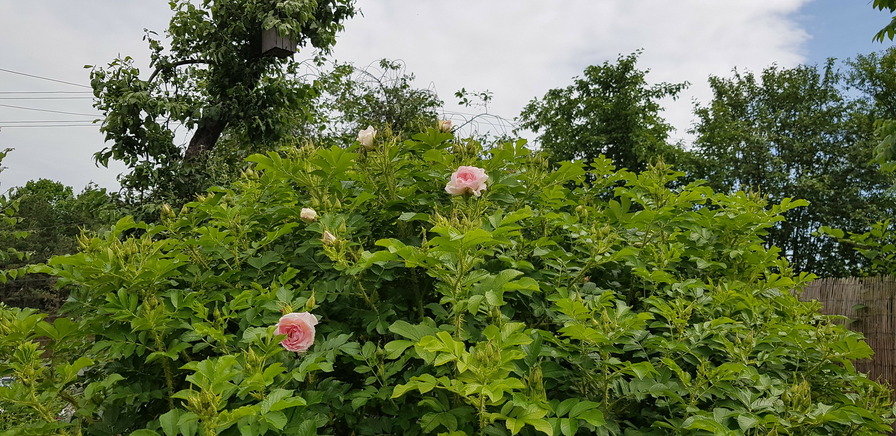 'Ritausma' rose photo