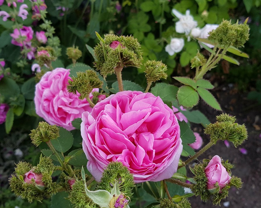 'Chapeau de Napoléon' rose photo