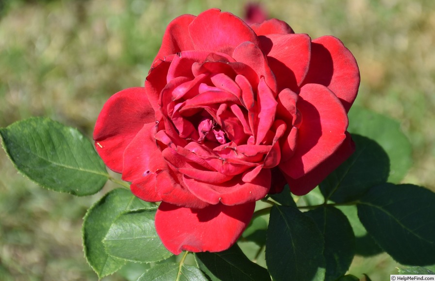 'Burgund 81 (hybrid tea, Kordes 1981)' rose photo