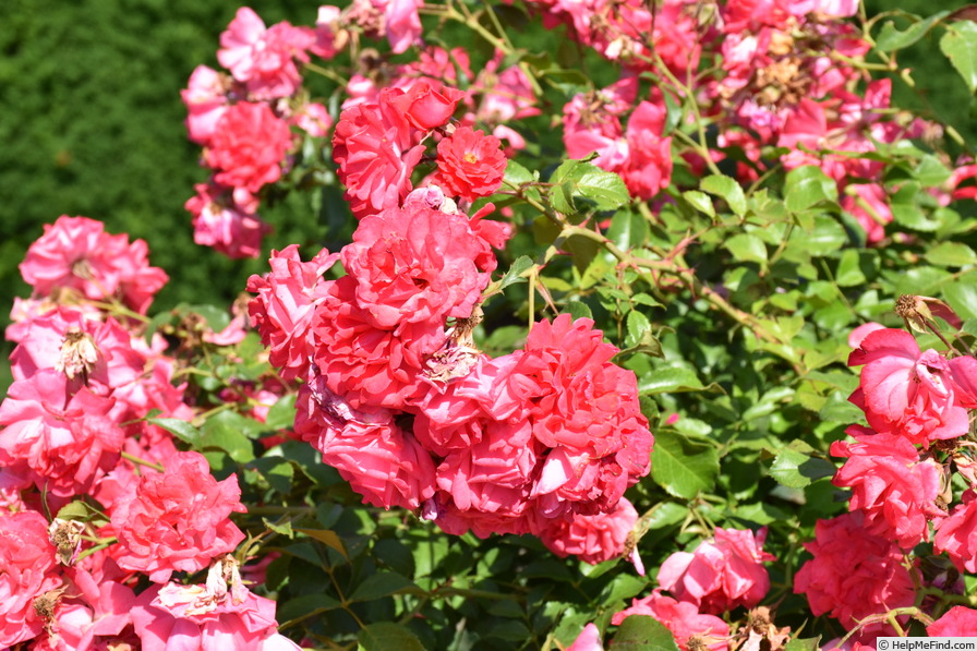 'Bad Birnbach®' rose photo