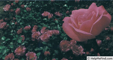 'Bella Rosa ® (floribunda, Kordes 1981)' rose photo