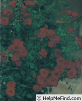 'Belle Meillandina ®' rose photo