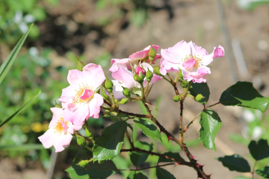 'Rosy Cushion ®' rose photo