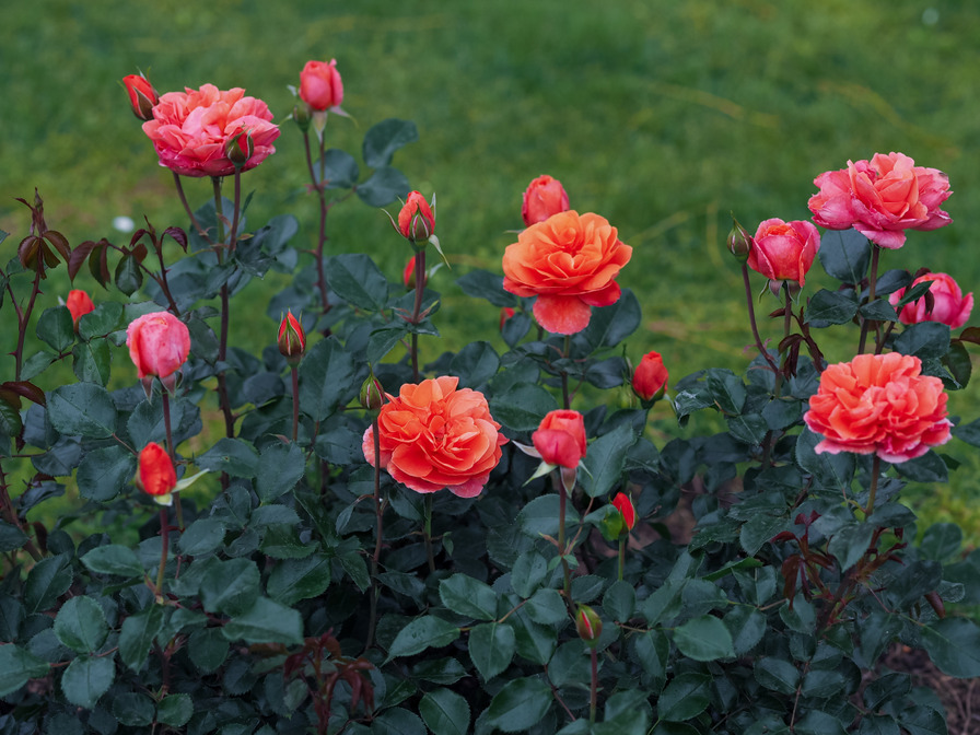 'Theodor Fontane Rose ®' rose photo