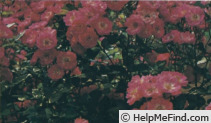'Lutin ® (shrub, Meilland, 1980)' rose photo