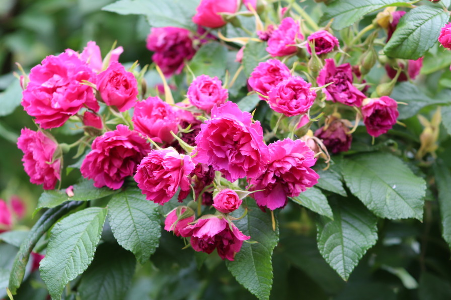 'F. J. Grootendorst (Rugosa, De Goey, 1918)' rose photo