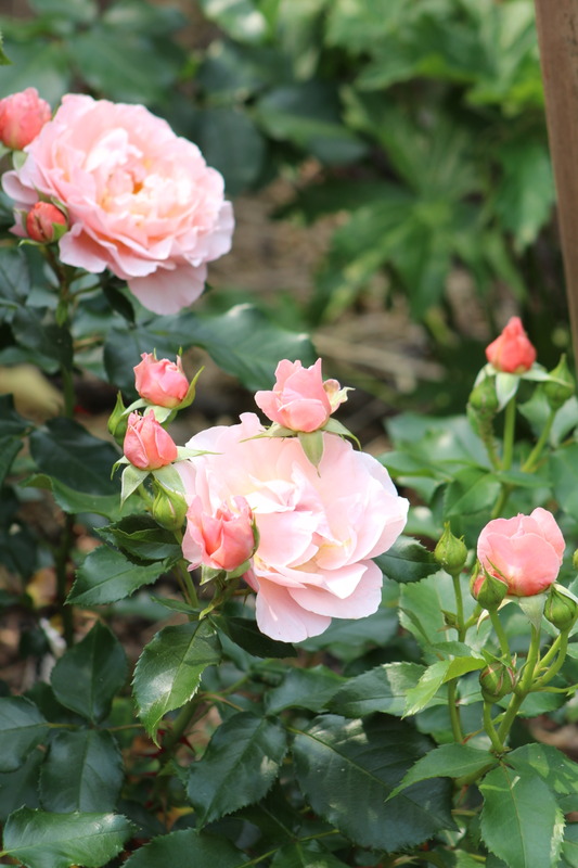 'Marie Curie ® (floribunda, Meilland 1997)' rose photo