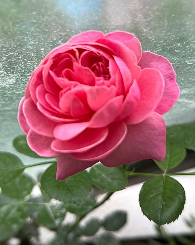 'Yume-akari' rose photo