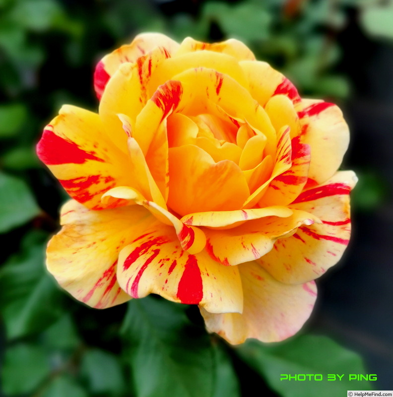 'All American Magic ™' rose photo