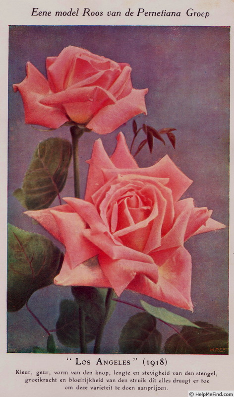 'Los Angeles' rose photo