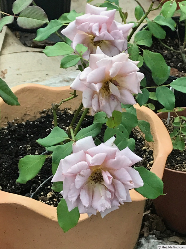 'Koko Loco (floribunda, Bedard, 2010)' rose photo