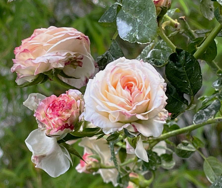 'Eliane Gillet ®' rose photo