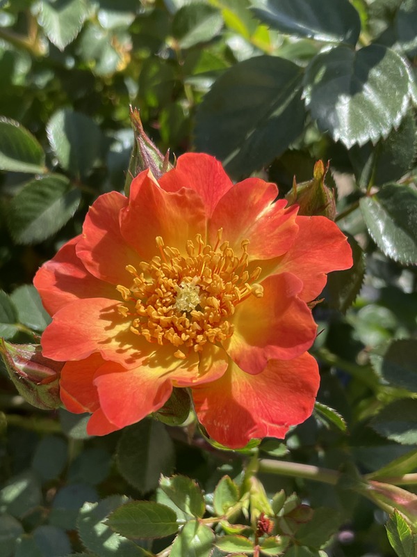 'The Parker Rose' rose photo
